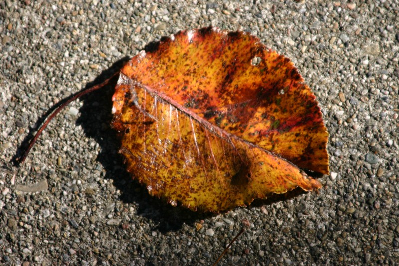 This image has been resized